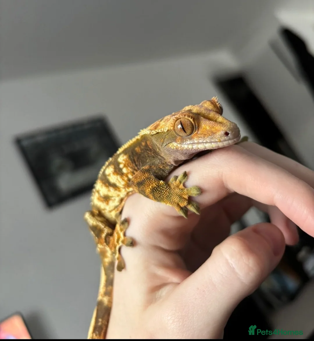 Gecko reptiles for sale: Female Crested Gecko for sale  - Advert 8