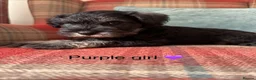 Miniature Schnauzer dogs for sale: KC registered, health tested puppies available  - Advert 16