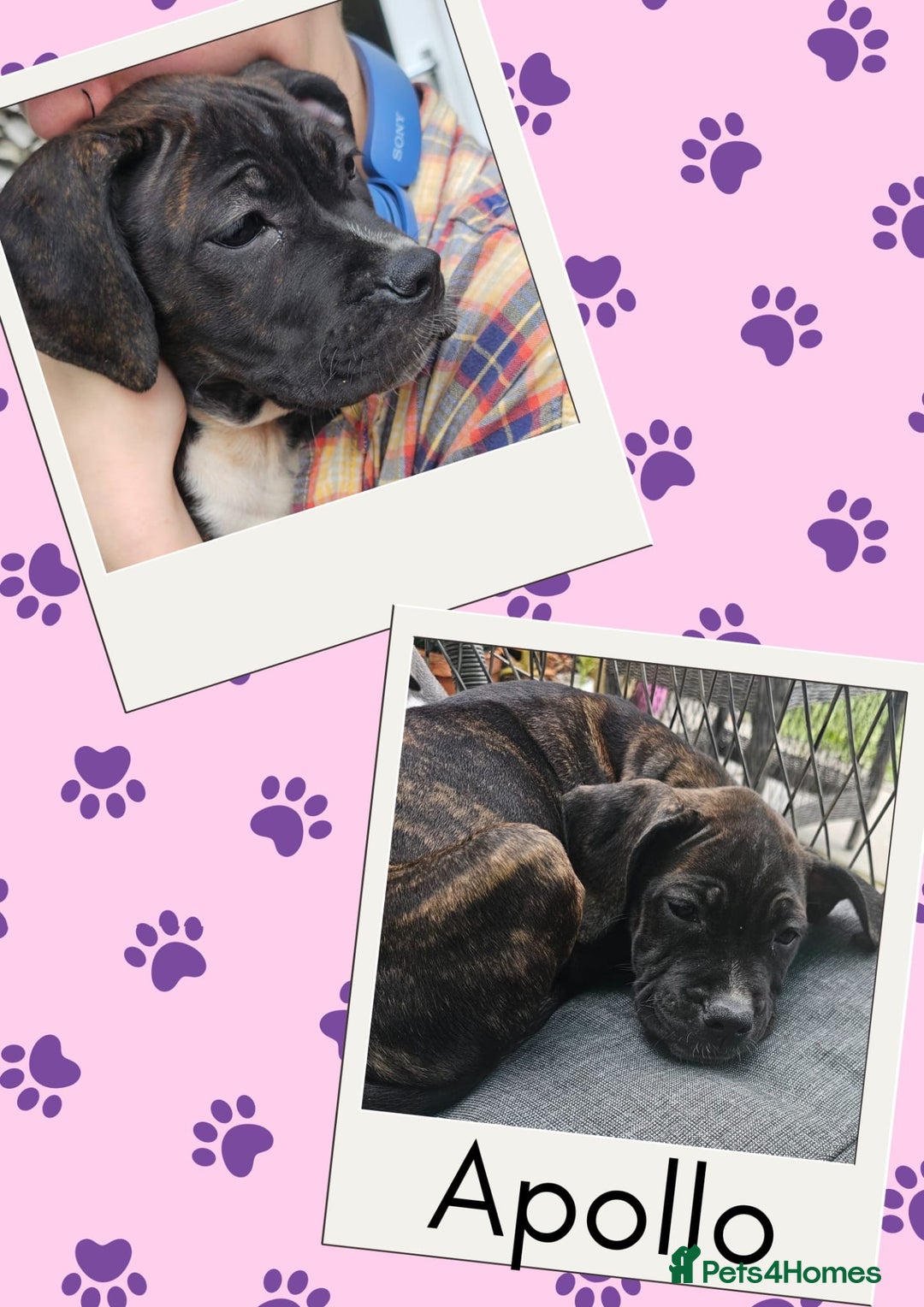 Mixed Breed dogs for sale: Staffy X Cane Corso Puppies - Image 7