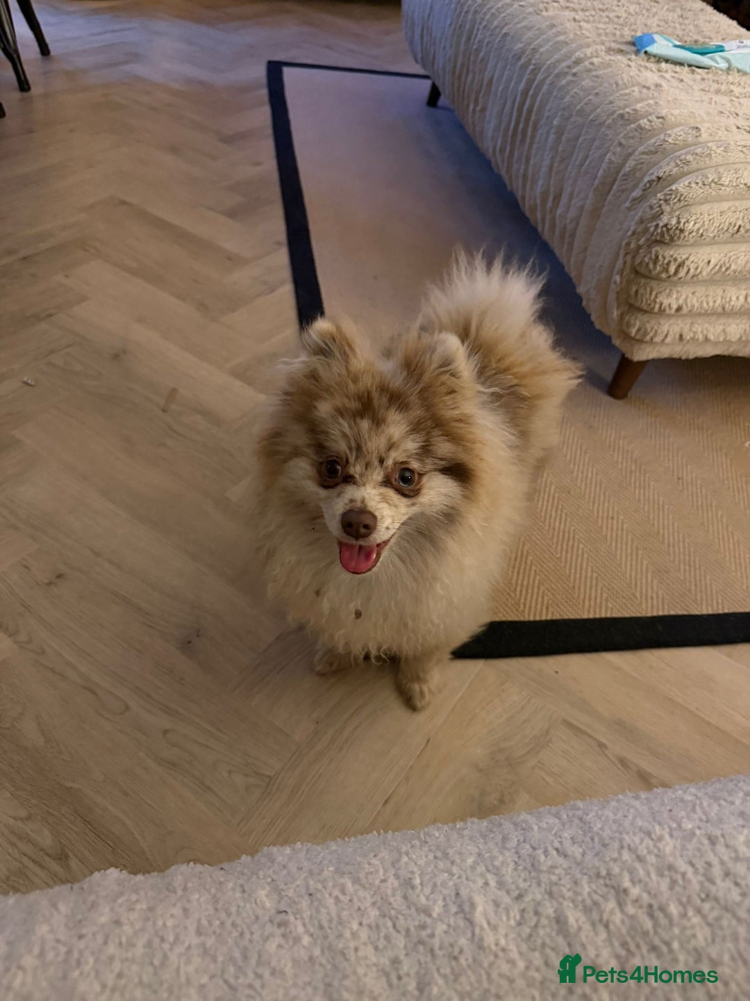 Pomeranian dogs for sale: Pomeranian boy ziggi - Advert 3