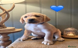 Labrador Retriever dogs for sale: LABS OUTSTANDING HEALTH STATUS- 283 DNA - Image 12