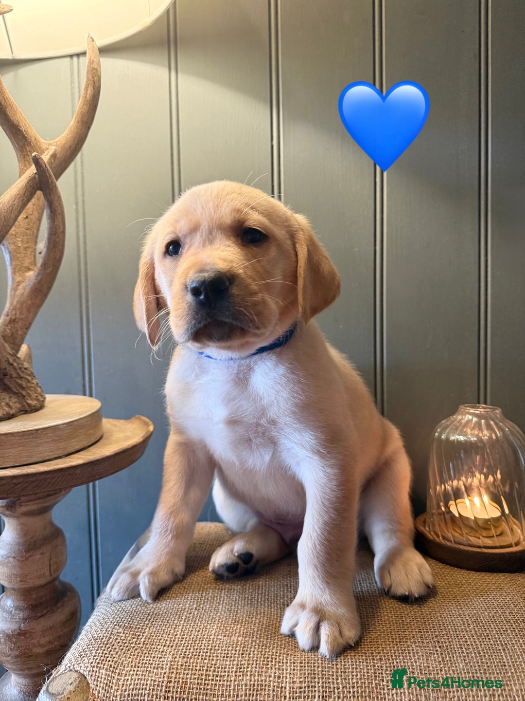 Labrador Retriever dogs for sale: LABS OUTSTANDING HEALTH STATUS- 283 DNA - Image 12
