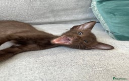 Oriental cats for sale: Oriental and Siamese kittens GCCF reg - Image 15