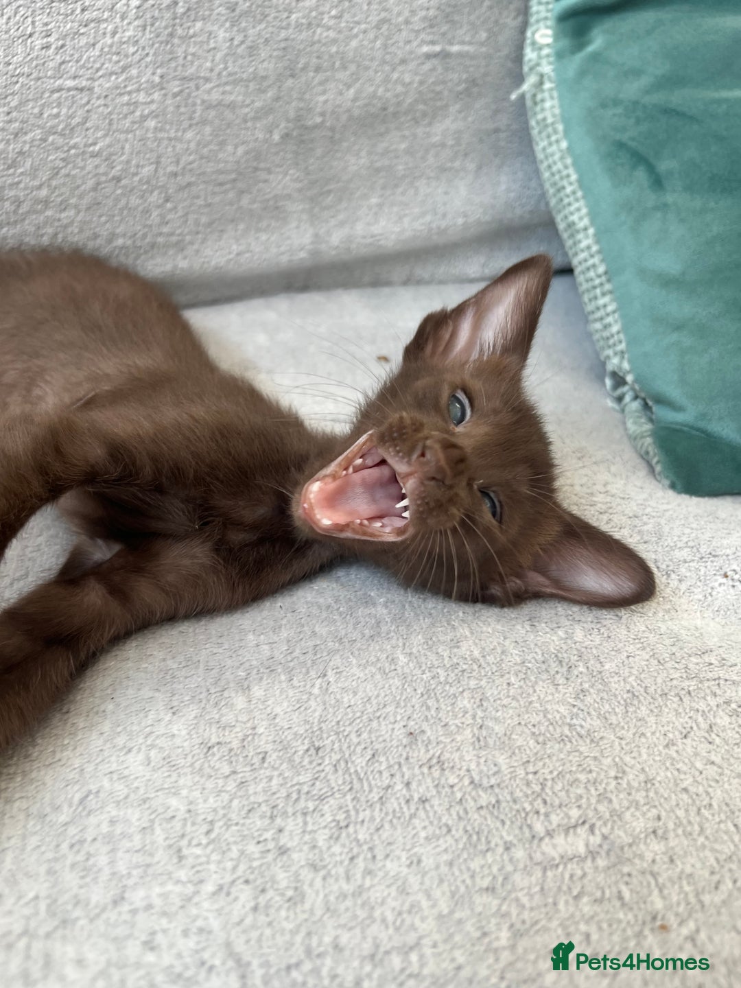 Oriental cats for sale: Oriental and Siamese kittens GCCF reg - Image 15