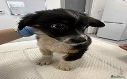 Mixed Breed dogs for adoption: 💮Cauliflower💮 for adoption, coming into GLOUS - Image 3
