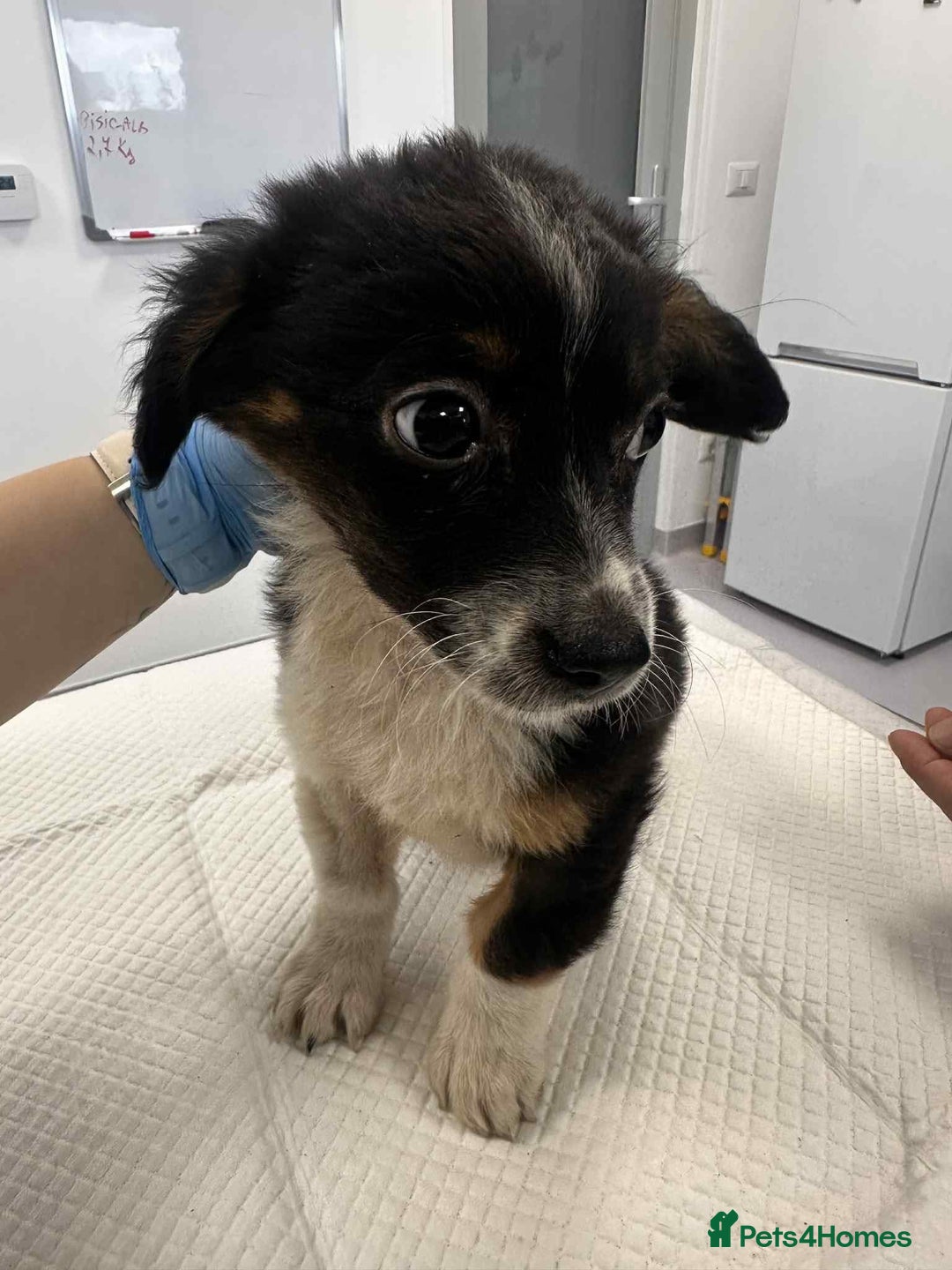 Mixed Breed dogs for adoption: 💮Cauliflower💮 for adoption, coming into GLOUS - Image 3