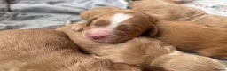 Cockapoo dogs for sale: F1 Cockapoo Puppies  in Axbridge - Advert 3