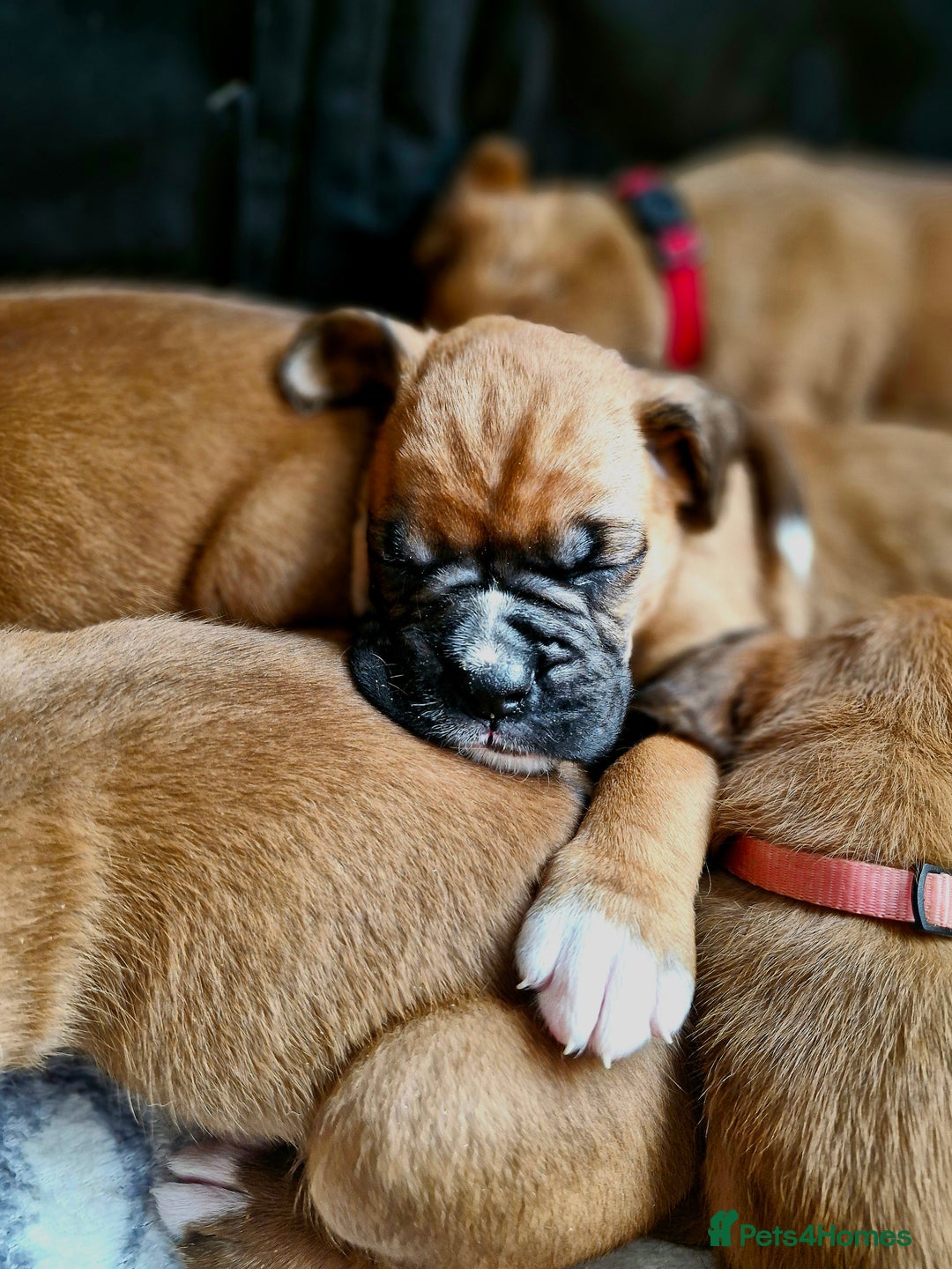 Boxer dogs for sale: Gorgeous Litter of 9 KC Registered Boxer Puppies - Image 20