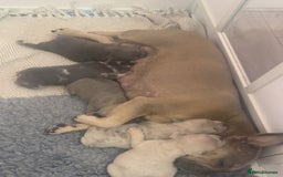 French Bulldog dogs for sale: Adorable 3.5-Month-Old Fawn & Cream French Bulldog - Image 4
