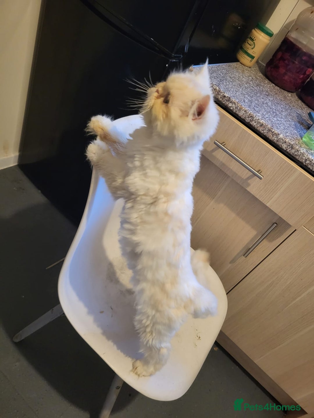 Persian cats for sale: A female Persian cat. - Advert 2