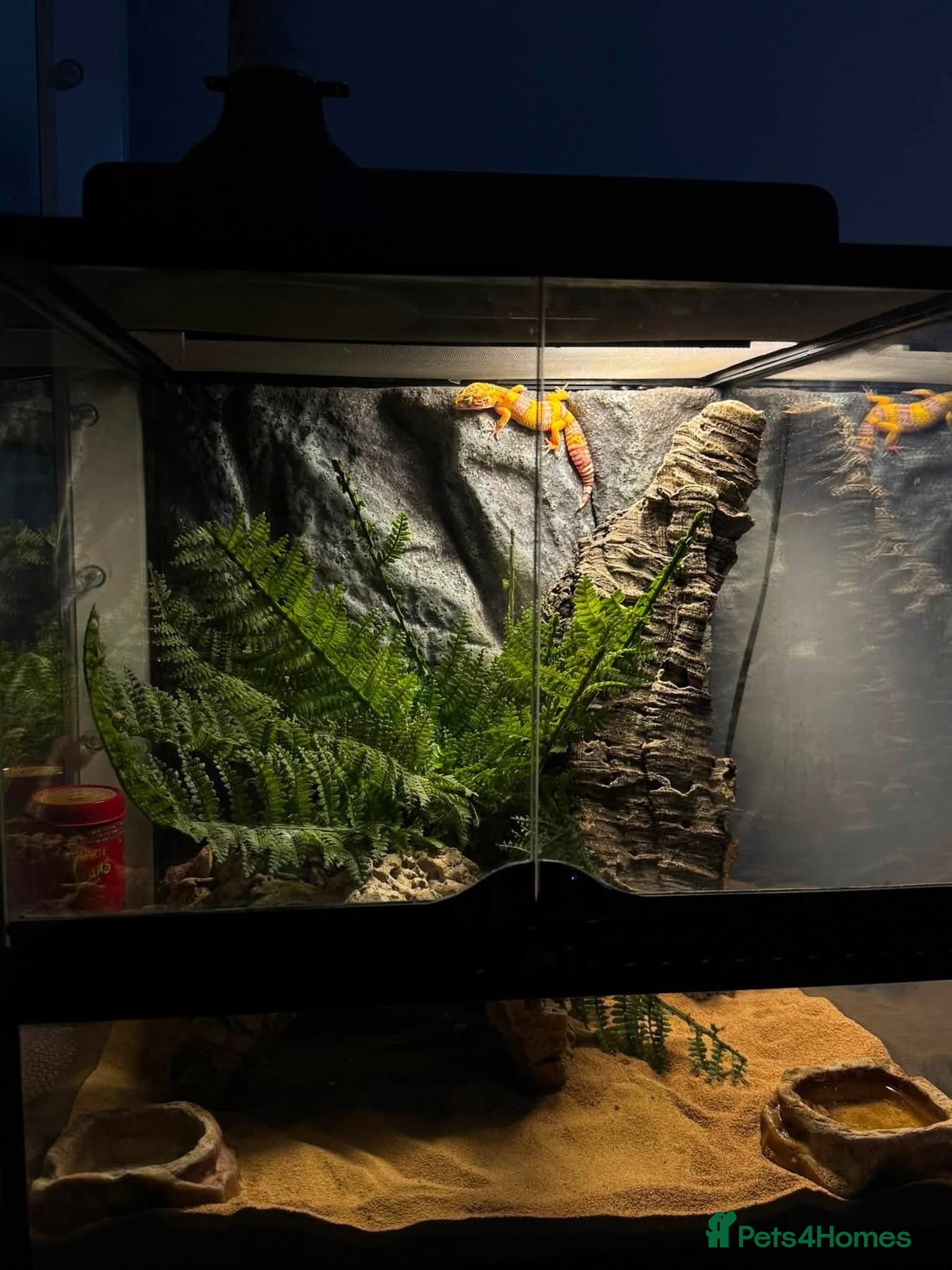 Leopard Gecko reptiles Female albino leopard gecko - Advert 1