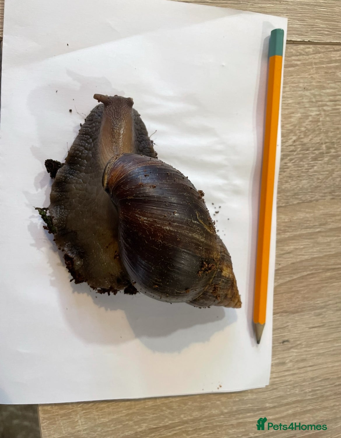 Snails invertebrates Giant African land snail hatchlings  - Advert 1