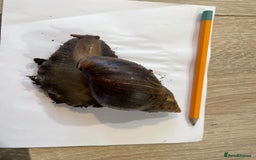 Snails invertebrates for sale: Giant African land snail hatchlings  - Image 1