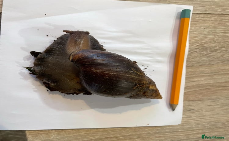Snails invertebrates - Advert 1