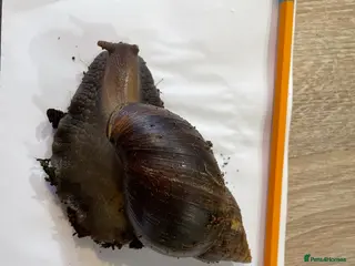 Snails invertebrates Giant African land snail hatchlings - Advert 4