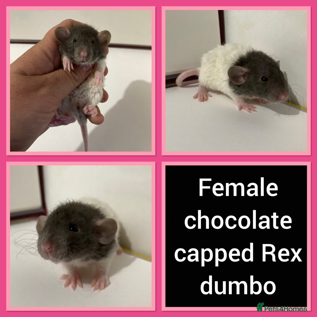 Rat rodents for sale: Adorable Dumbo Baby Rats ❤️ - Image 7