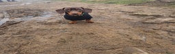 Miniature Dachshund dogs for stud: 🐶LOKI (KC Reg & PRA Clear) STUD💙 - Advert 3