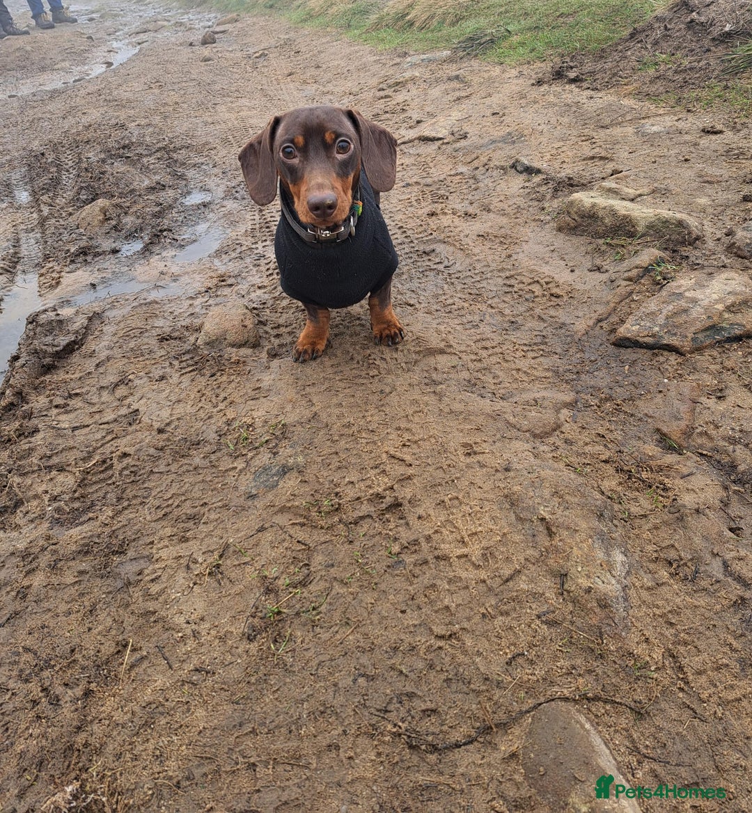 Miniature Dachshund dogs for stud: 🐶LOKI (KC Reg & PRA Clear) STUD💙 - Advert 3