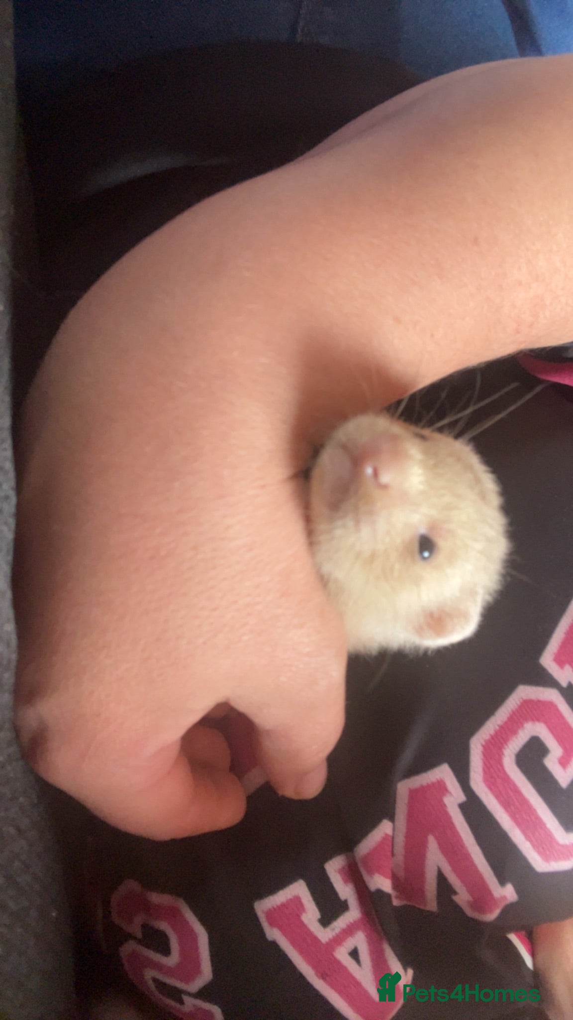Ferret rodents Hob ferrets - Advert 4