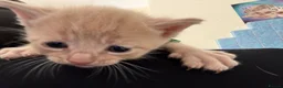 Mixed Breed cats for sale: Five beautiful kittens  - Advert 7