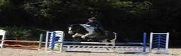 Irish Draught horses for sale: Id X maxi cob type Family friendly mare available  - Advert 5