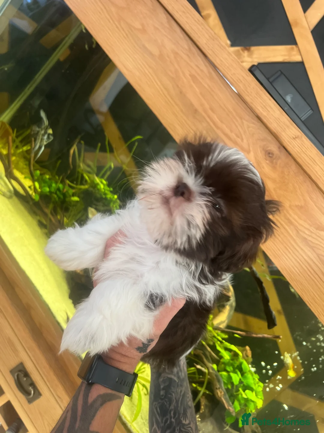Shih Tzu dogs for sale: 3 beautiful  in Newport - Advert 1