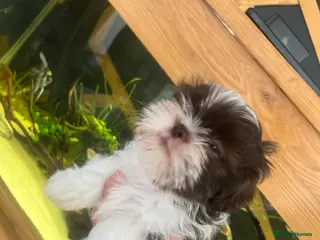 Shih Tzu dogs 3 beautiful - Advert 1