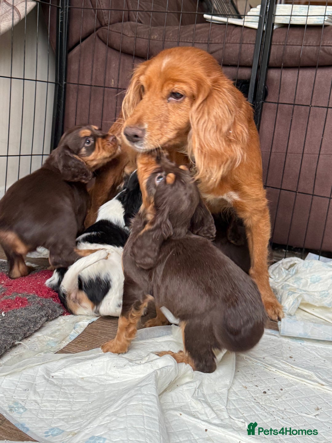 Cockalier dogs for sale: Beautiful health tested cockaliers - Advert 2