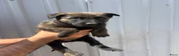 Belgian Shepherd Dog dogs for sale: Chunky WORKING LINE BELGIAN MALINOIS PUPPYS - Advert 11