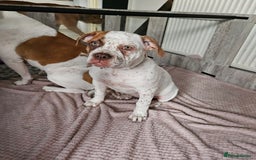 Mixed Breed dogs for sale: ADORABLE AMERICAN BULLDOG/ DOUGE DE BORDEAUX  - Image 4