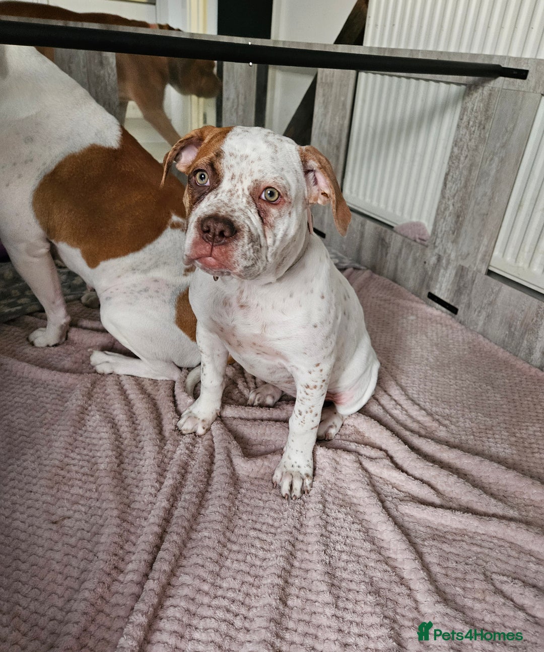 Mixed Breed dogs for sale: ADORABLE AMERICAN BULLDOG/ DOUGE DE BORDEAUX  - Image 4