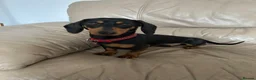 Miniature Dachshund dogs for sale: Cooper in Southport - Advert 3