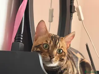 Bengal cats Bengal cat Max - Advert 18