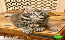 Maine Coon cats for sale: 🐾🦁 *TICA* MAINE COON KITTENS 🧬 DNA CLEAR 🦁🐾 - Image 6