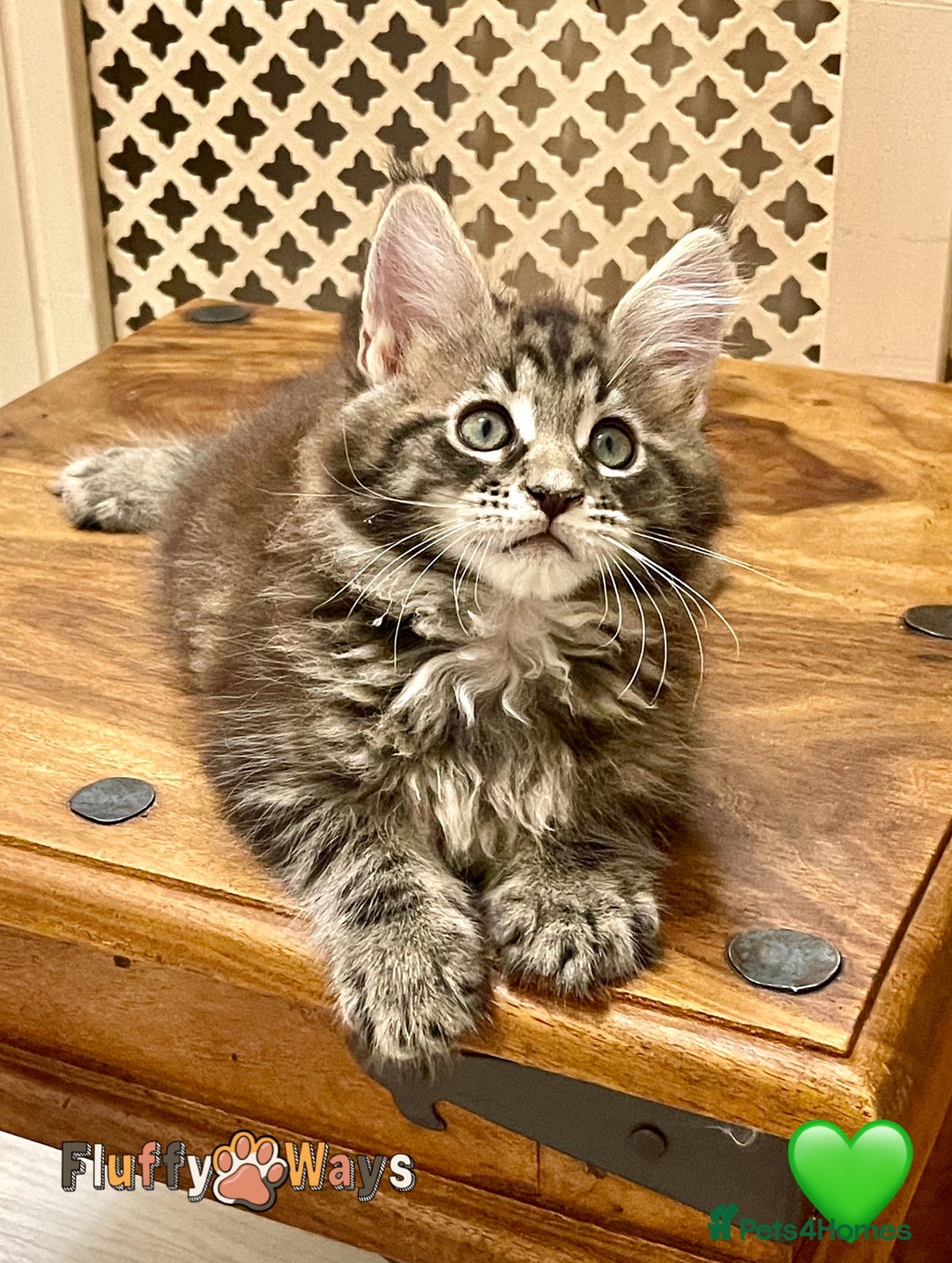 Maine Coon cats for sale: 🐾🦁 *TICA* MAINE COON KITTENS 🧬 DNA CLEAR 🦁🐾 - Image 6