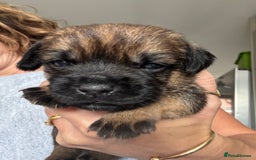 Border Terrier dogs for sale: KC Border Terrier Pups - Image 5