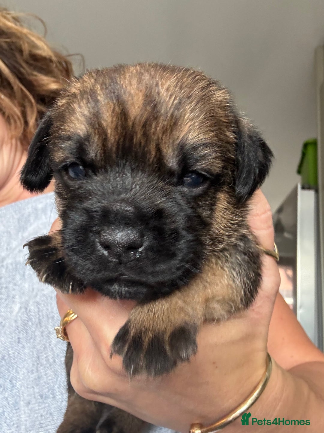 Border Terrier dogs for sale: KC Border Terrier Pups - Image 5