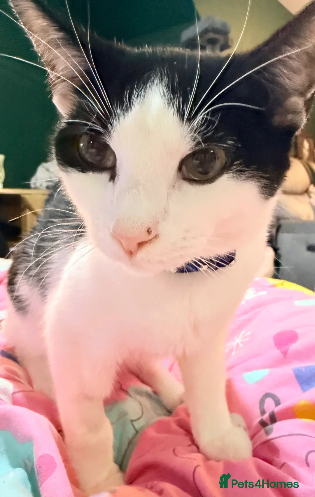 British Shorthair cats for sale: Two brothers tuxedo’s  - Advert 2