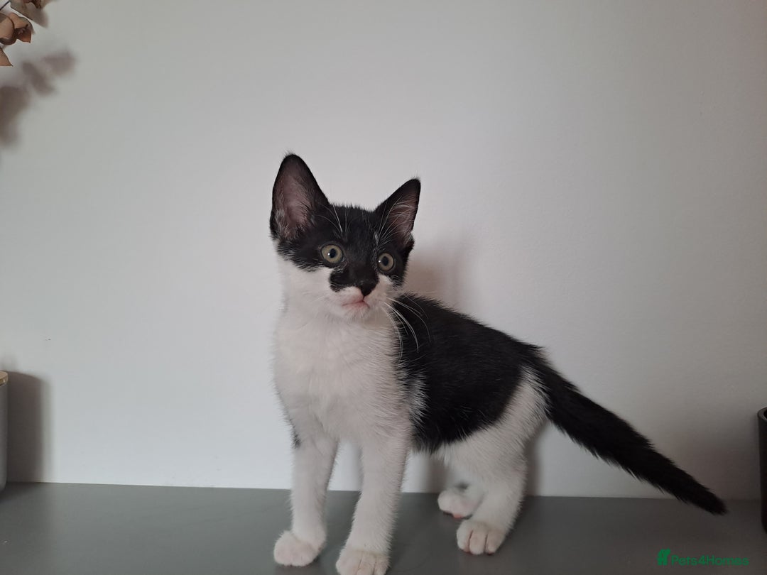 Domestic Shorthair cats for sale: 2 female kittens for sale - Image 18