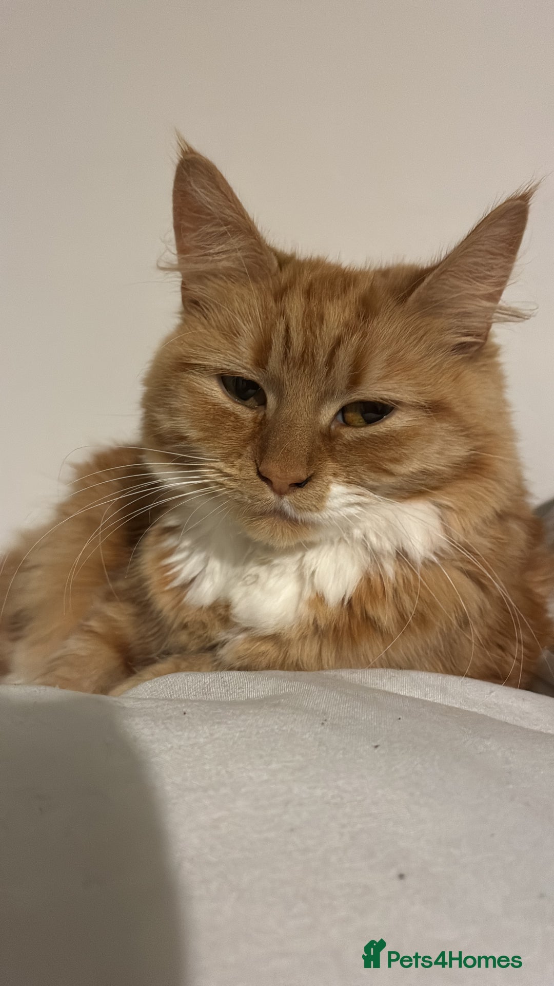 Mixed Breed cats for sale: Ginny  - Advert 1