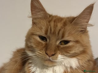 Mixed Breed cats Ginny - Advert 2