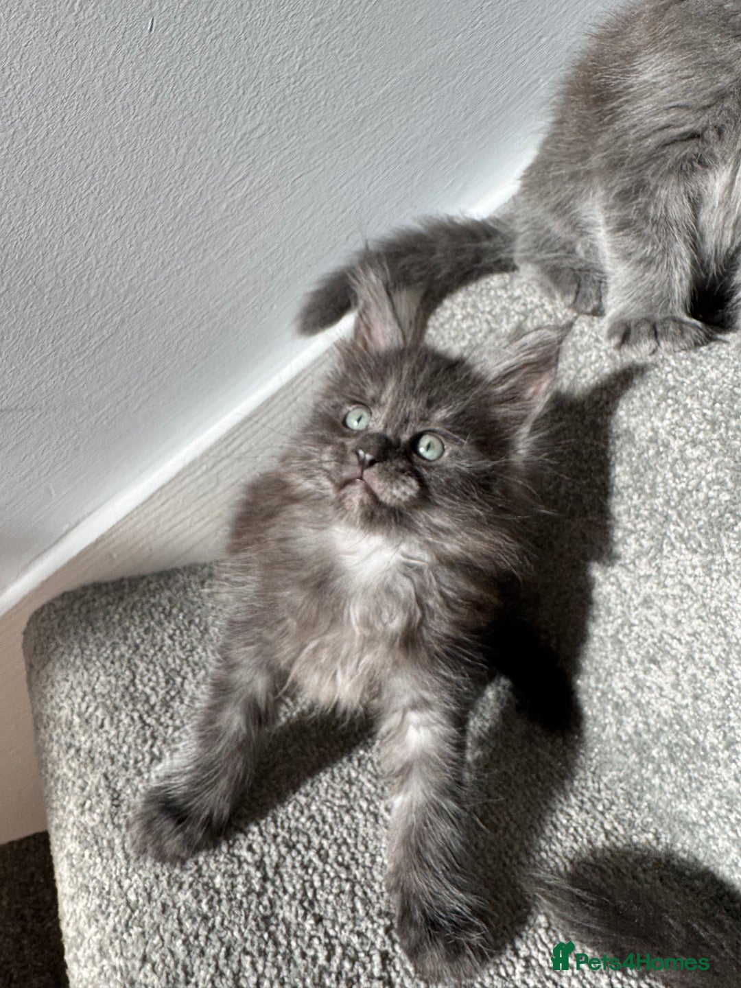 Maine Coon cats for sale: Pedigree Maine Coon Kittens – Blues & Smokes - Advert 17