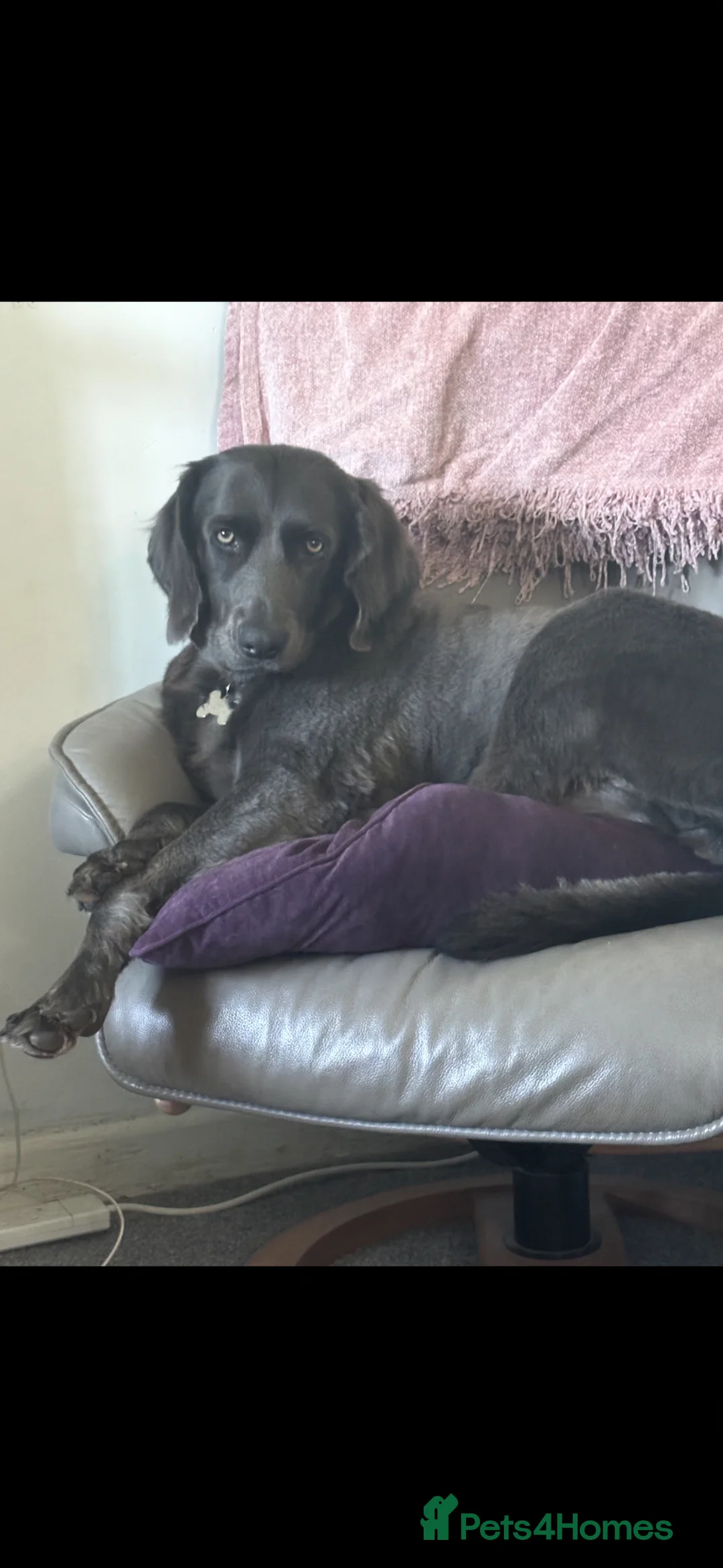 Weimaraner dogs for adoption: Beautiful Blue long haired female Weimaraner - Advert 2