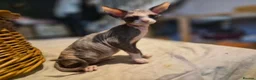 Sphynx cats for sale:  sphynx kitten  1 female available October 13th  - Advert 11