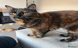 British Longhair cats for sale: Kittens  - Image 2