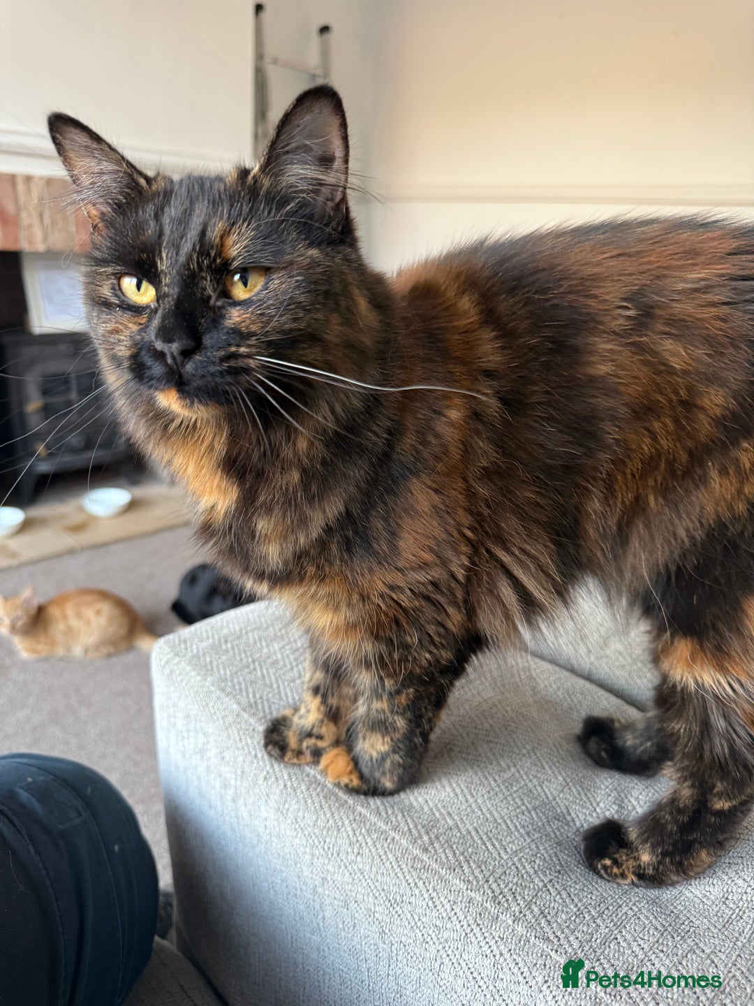 British Longhair cats for sale: Kittens  - Image 2