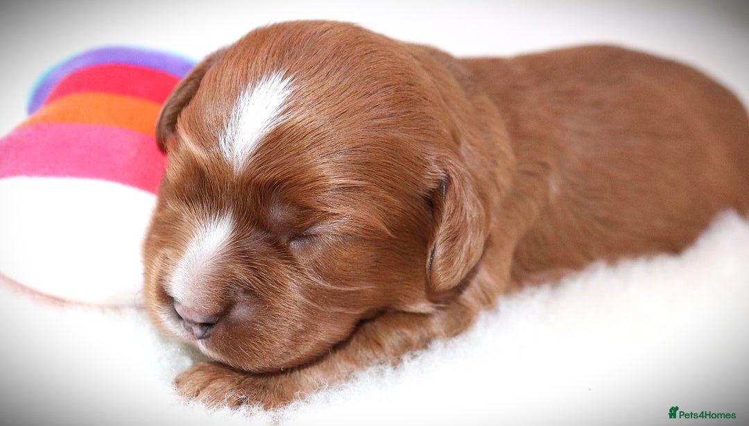 Cavapoo dogs for sale: 🌟Rare F1b Reverse Cavapoo(3/4 Cavalier1/4 Poodle) - Image 21