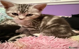 British Shorthair cats for sale: Beautiful British Shorthair Cross Kittens - Image 4