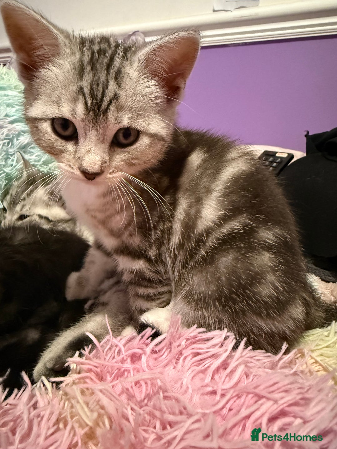 British Shorthair cats for sale: Beautiful British Shorthair Cross Kittens - Image 4