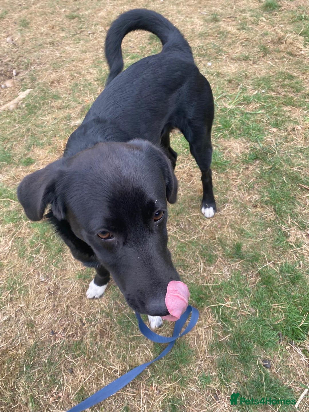 Mixed Breed dogs for adoption: Meet DIESEL, a smart Boy for the Right Loving Home - Advert 8